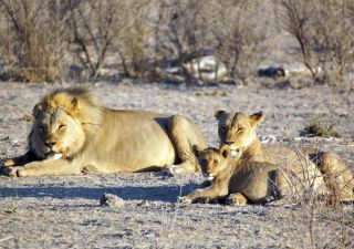 Löwen im Etosha-Nationalpark