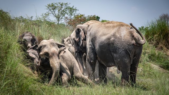 Elefanten im Chitwan-Nationalpark (UNESCO)