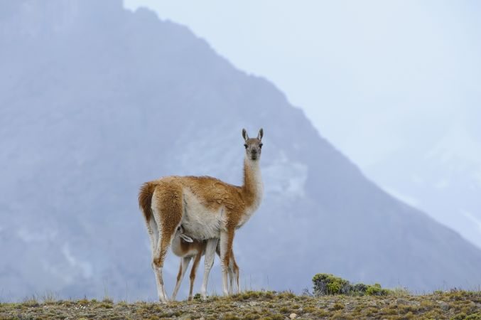 Guanako im Nationalpark Perito Moreno © Diamir