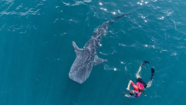 Schnorcheln mit Walhaien in Donsol auf den Philippinen