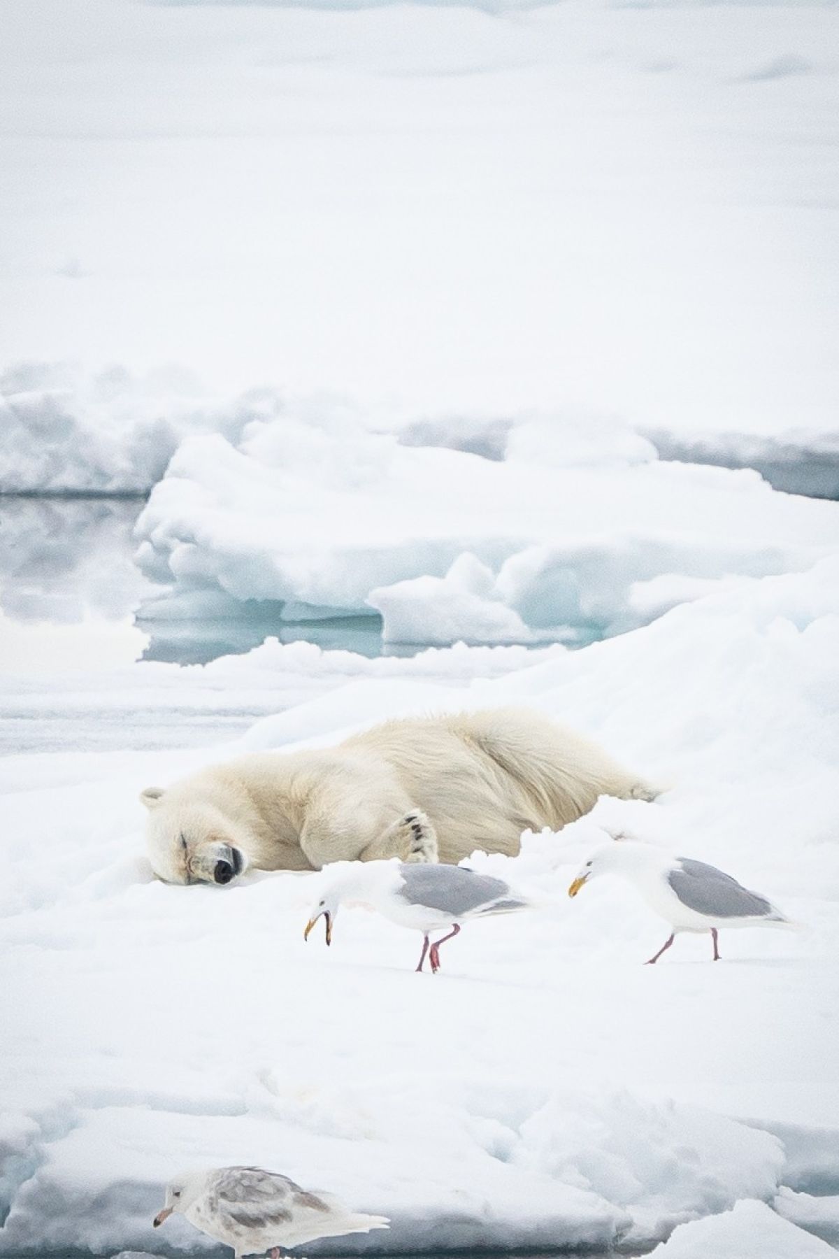 Relaxter Eisbär mit Möwen in Spitzbergen