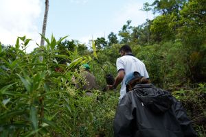 Zu Besuch bei einem Wiederaufforstungsprojekt im Sinharaja Regenwald
