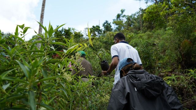 Zu Besuch bei einem Wiederaufforstungsprojekt im Sinharaja Regenwald