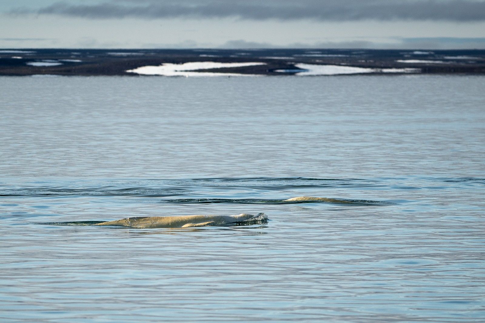 Belugas im Liefdefjorden