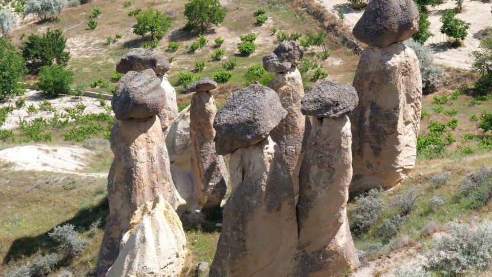Gigantische Steinpilze