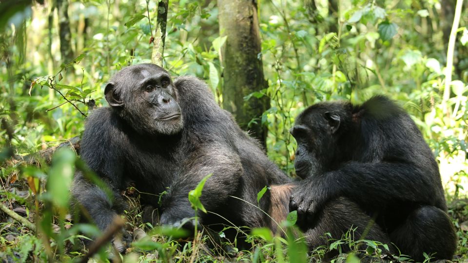Schimpansen im Kibale-Forest-Nationalpark