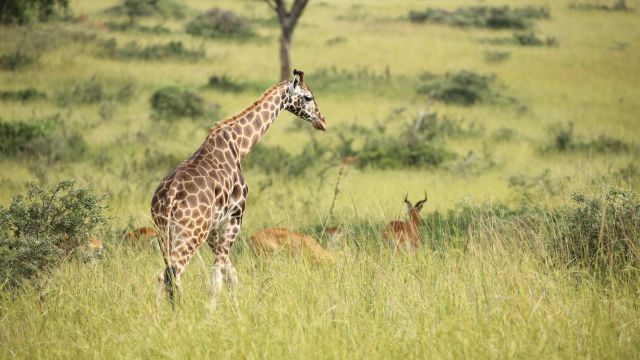 Giraffe auf Safari im Murchison-Nationalpark
