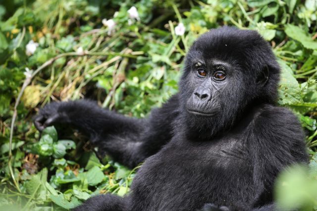 Gorillas im Bwindi-Nationalpark