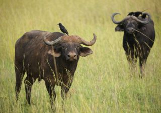 Büffel auf Safari im Murchison-Nationalpark