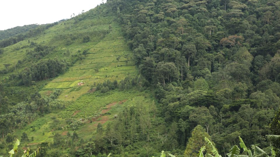 Agrarwirtschaft verdrängt den Regenwald