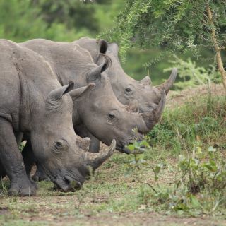 Nashörner im Ziwa Rhino Sanctuary