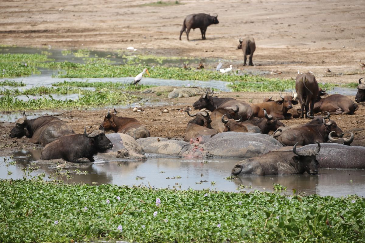 Büffel am Kazinga-Kanal, Queen-Elizabeth-Nationalpark