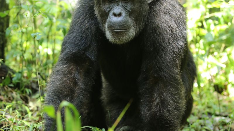 Schimpansen im Kibale-Forest-Nationalpark