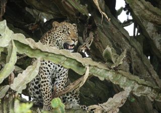Leopard im Queen-Elizabeth-Nationalpark