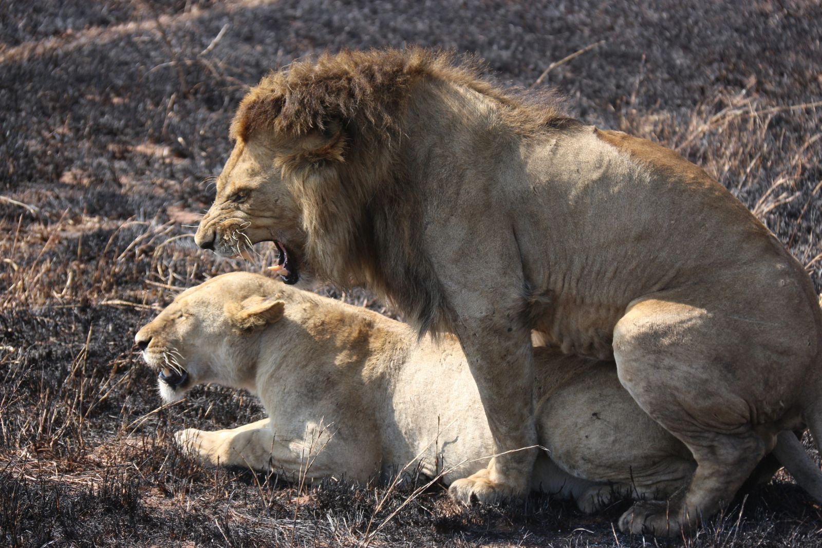 Löwen beim Liebesspiel in der Serengeti