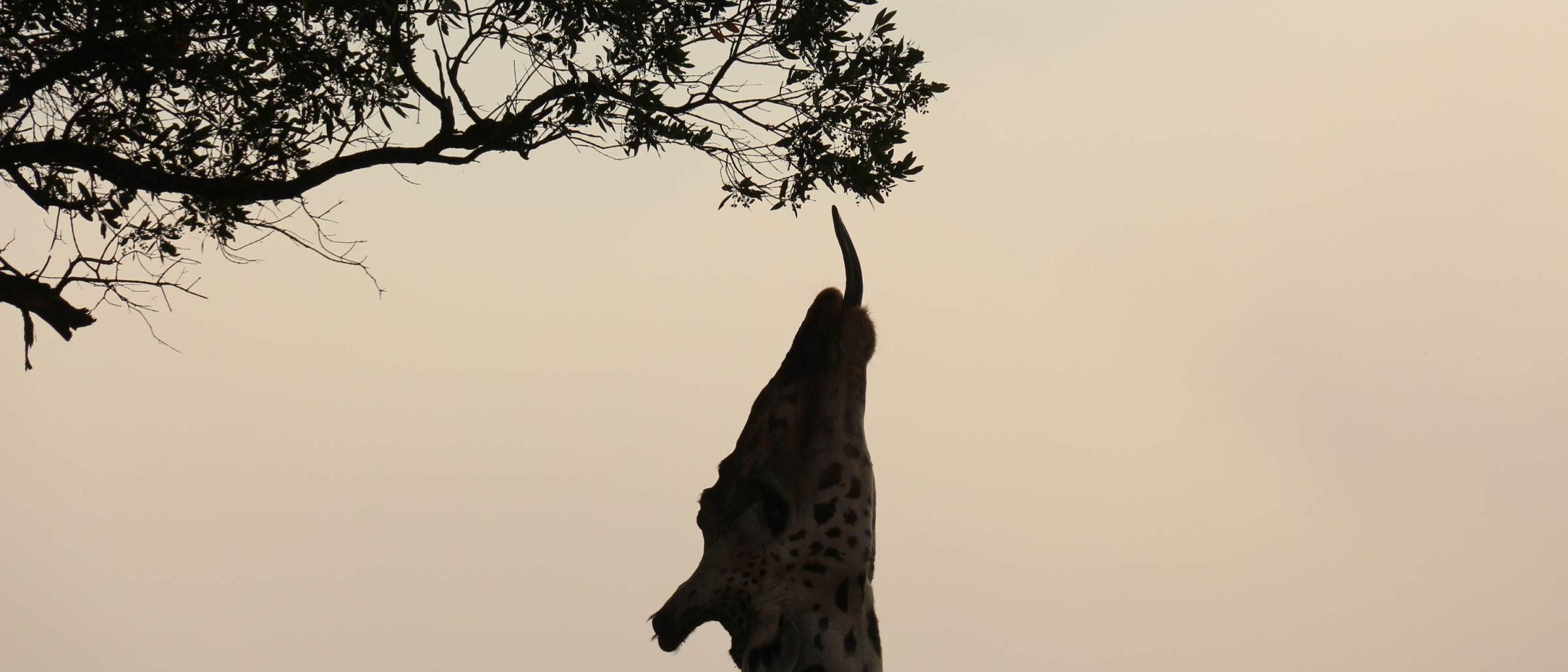 Giraffe angelt in der Serengeti nach einem Ast