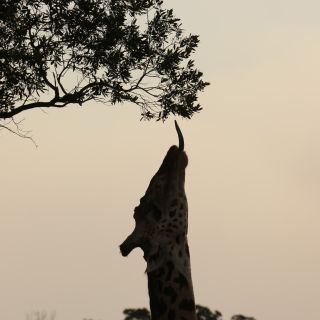 Giraffe angelt in der Serengeti nach einem Ast