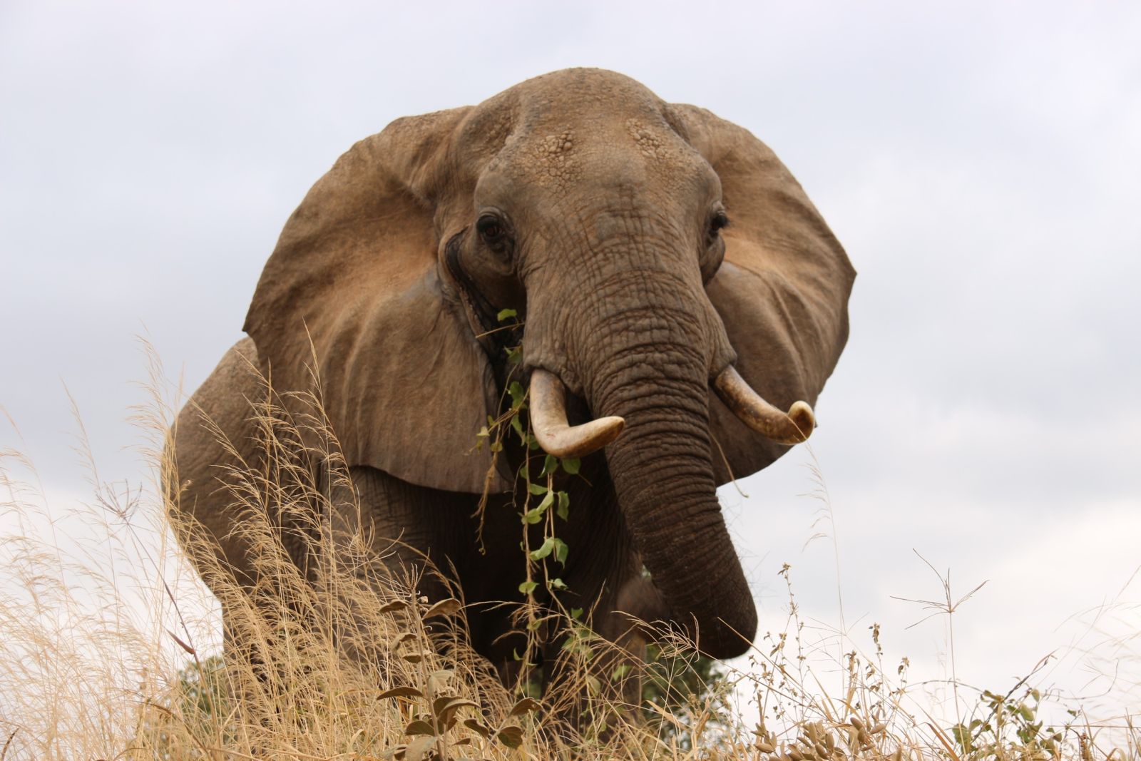 Wachsamer Elefant im Tarangire NP
