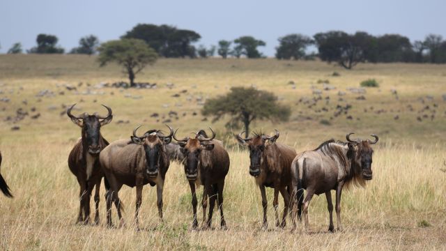 Die große Gnu Wanderung in der Serengeti
