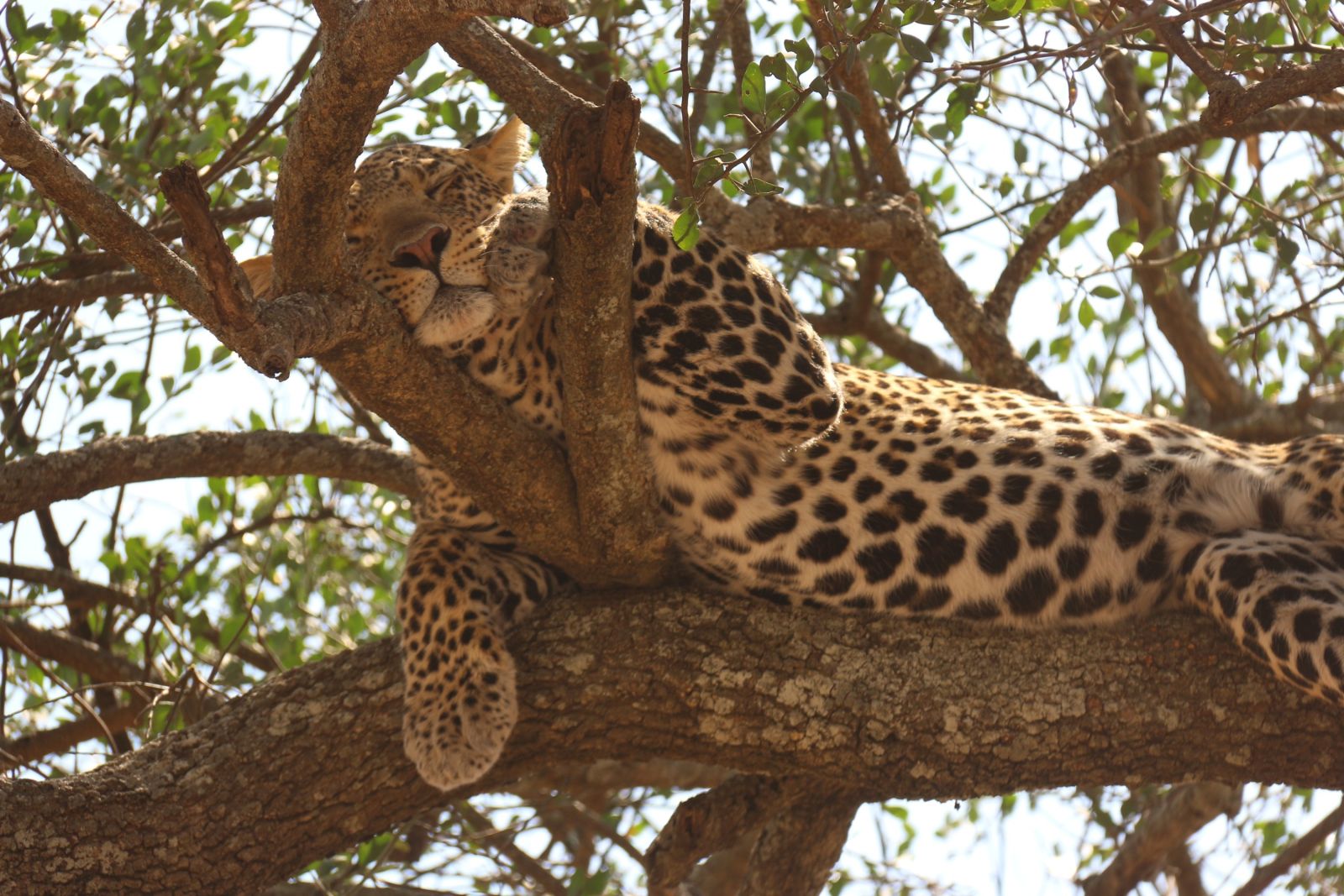 Leopard schläft nach der Jagd – Serengeti