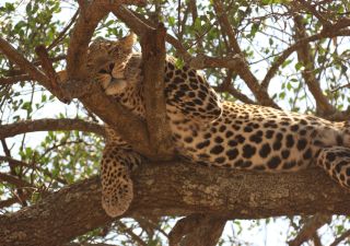 Leopard schläft nach der Jagd – Serengeti
