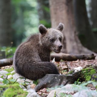 Bären beobachten in Slowenien