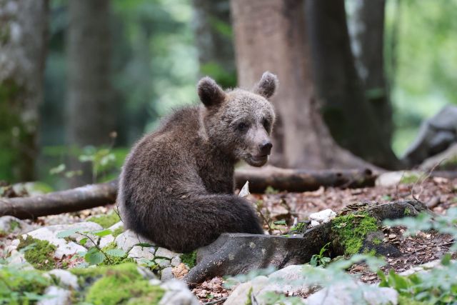 Bären beobachten in Slowenien
