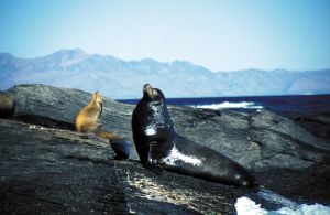 Auf einer  Bootstour zur Isla Coronado entdeckt man allerhand Tiere, Baja California, Mexiko
