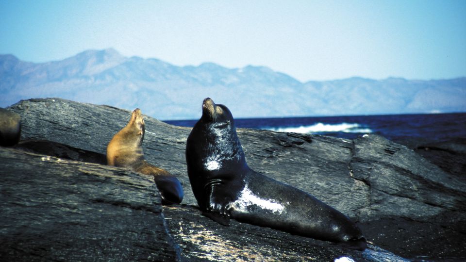 Auf einer  Bootstour zur Isla Coronado entdeckt man allerhand Tiere, Baja California, Mexiko