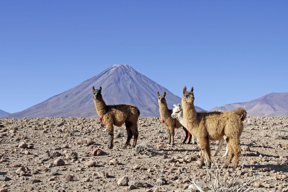Lamas vor dem Vulkan Licancabur