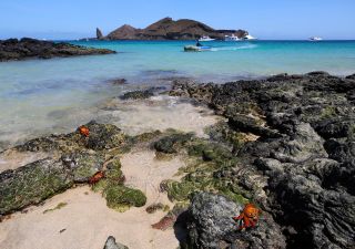 Rote Klippenkrabben auf Galapagos
