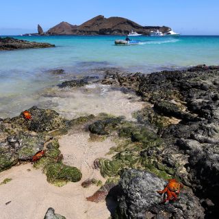 Rote Klippenkrabben auf Galapagos