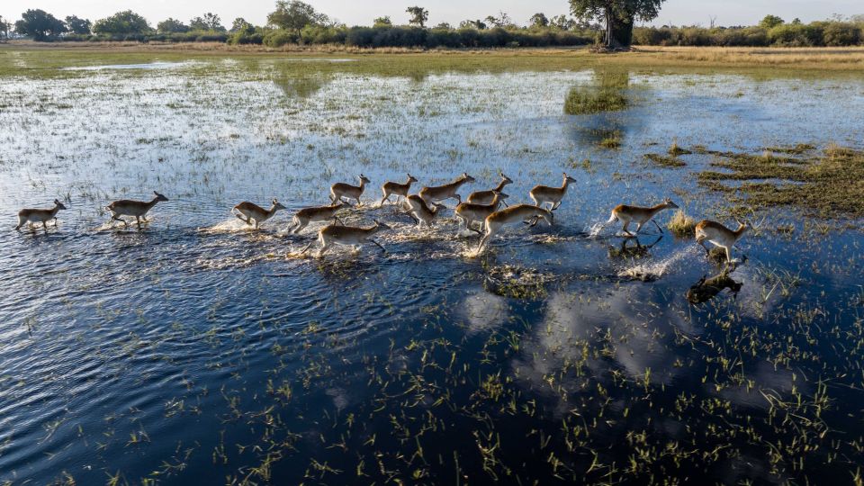 Antilopen auf Safari im nördlichen Okavango-Delta
