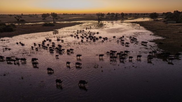 Büffel auf Safari im nördlichen Okavango Delta