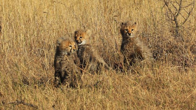Neugierige junge Geparden in der Serengeti