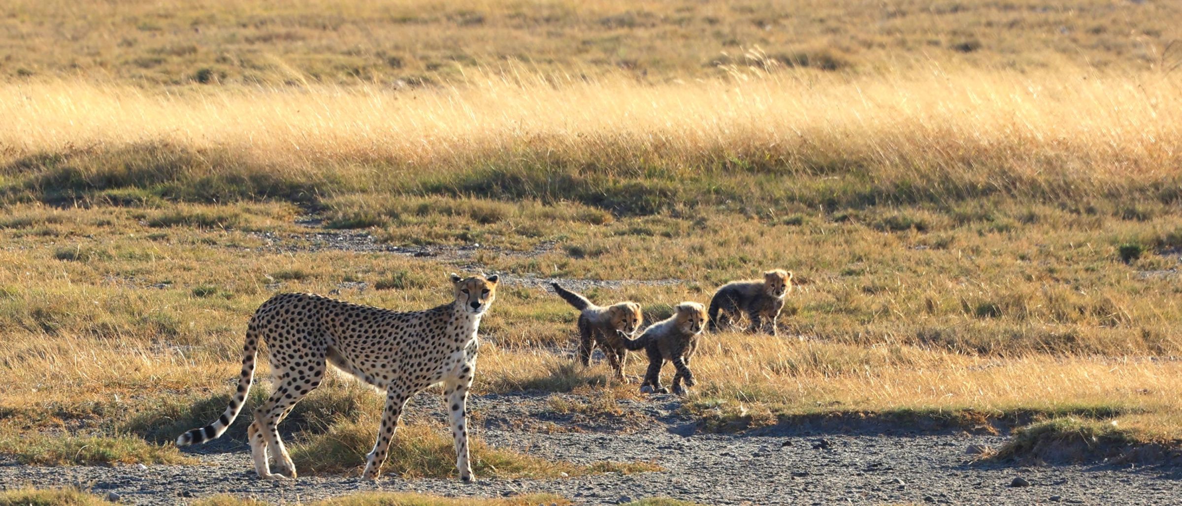 Serengeti – Geparding mit Jungen