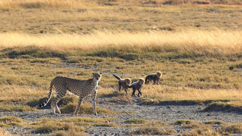 Serengeti – Geparding mit Jungen