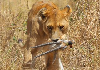 Serengeti – Löwin mit Beute