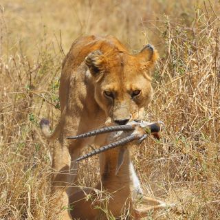 Serengeti – Löwin mit Beute