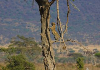 Serengeti – Leopard beim Sprung