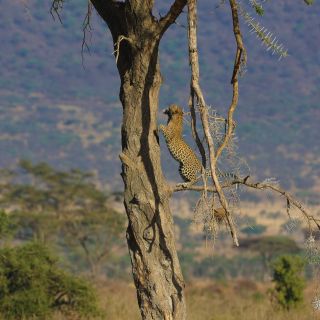 Serengeti – Leopard beim Sprung