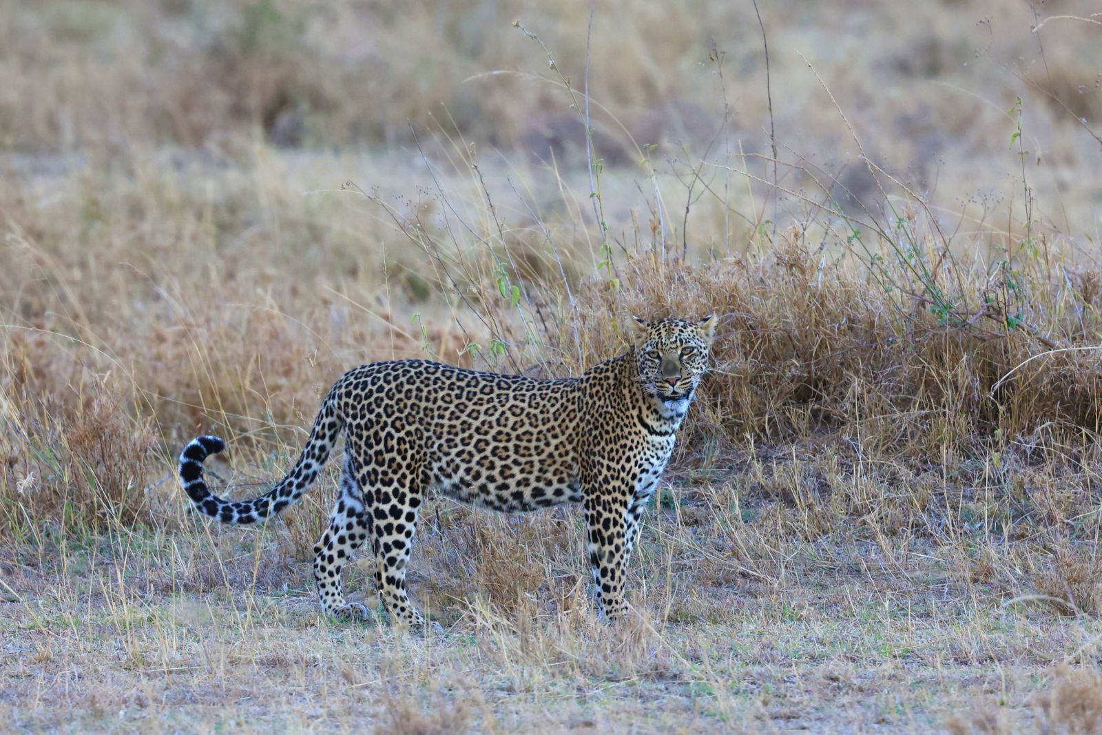 Serengeti – Leopard