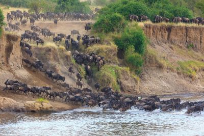Serengeti - Gnus beim Rivercrossing