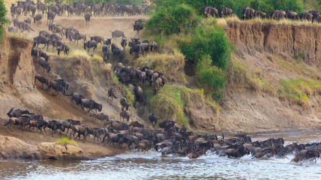 Mit Glück erlebt man ein aufregendes River Crossing in der Serengeti