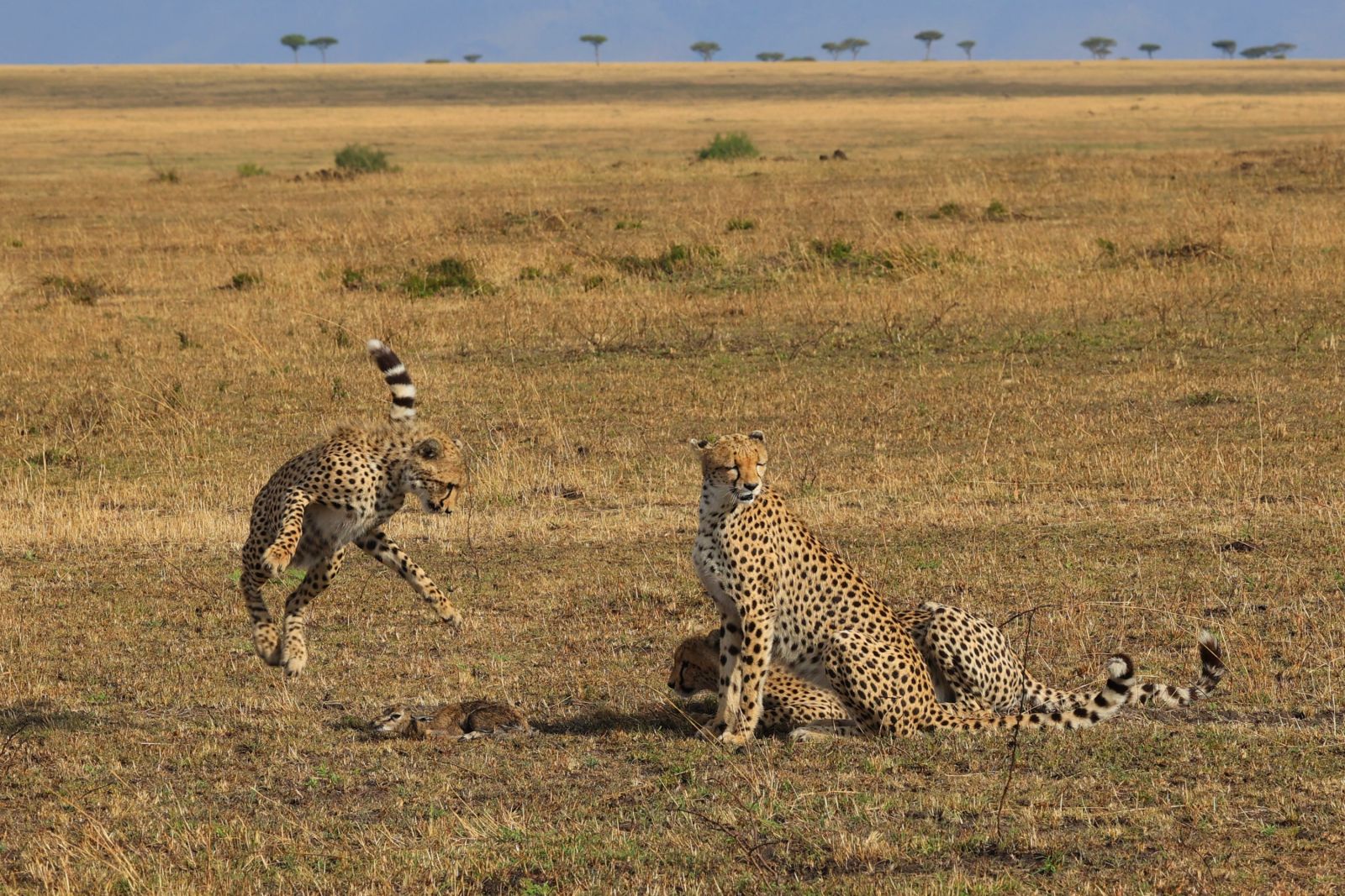 Serengeti – Junge Leoparden spielen mit Beute