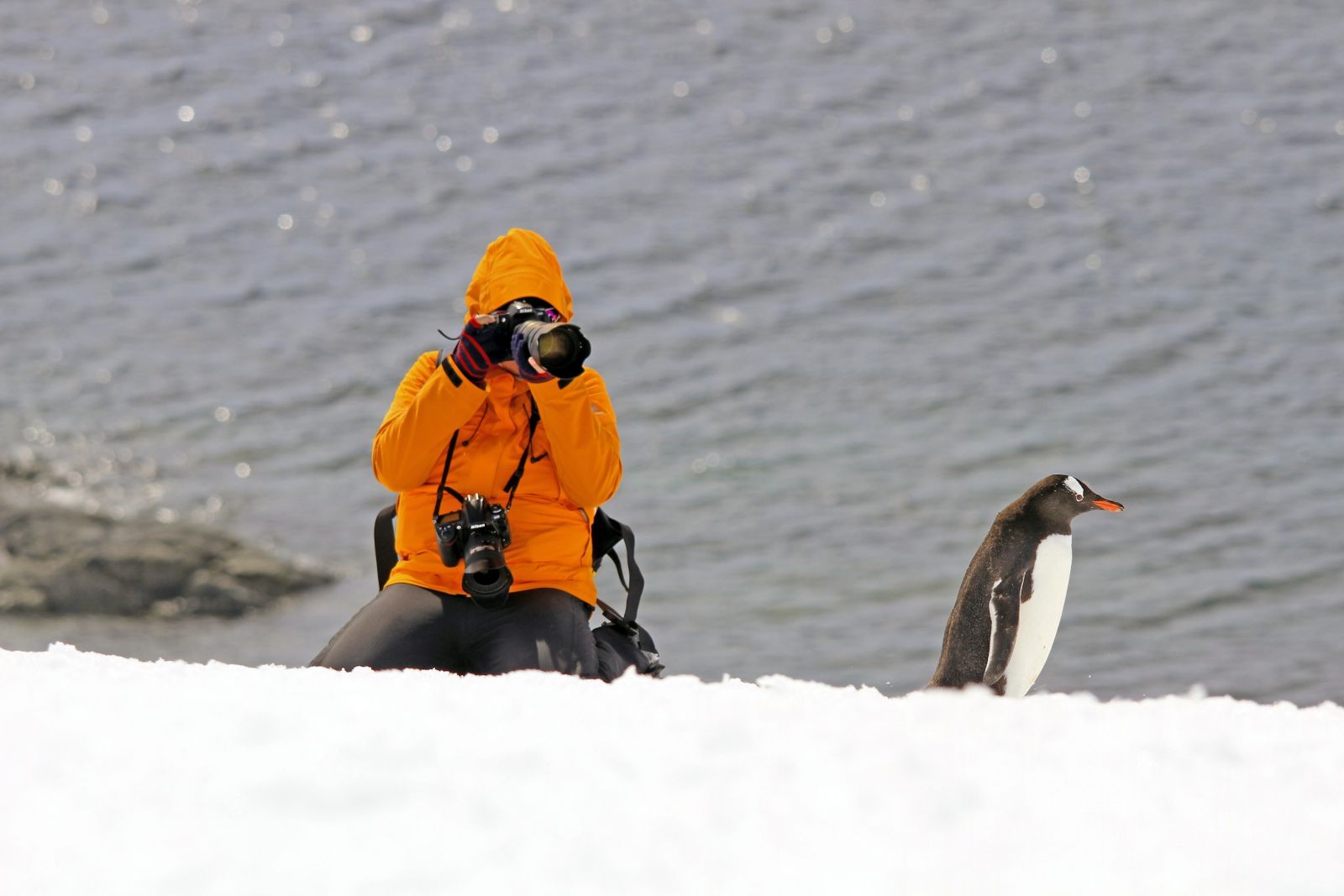 Pinguine sind die Stars der Antarktis