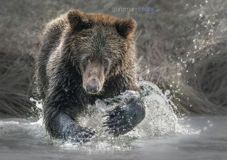 Grizzly beim Lachsfang