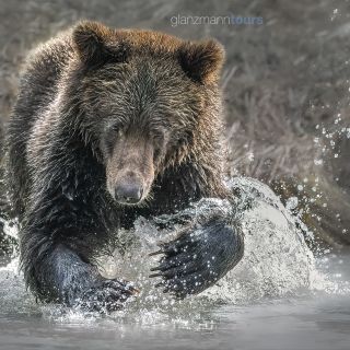 Grizzly beim Lachsfang