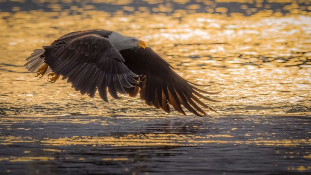Adler gleitet im Abendlicht über einen Fluss