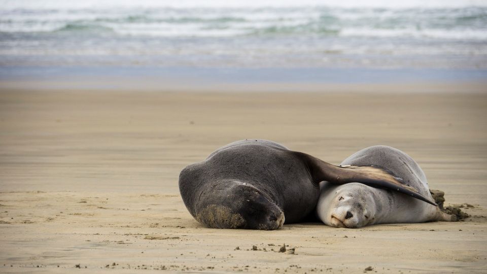 Seelöwen am Strand in Neuseeland